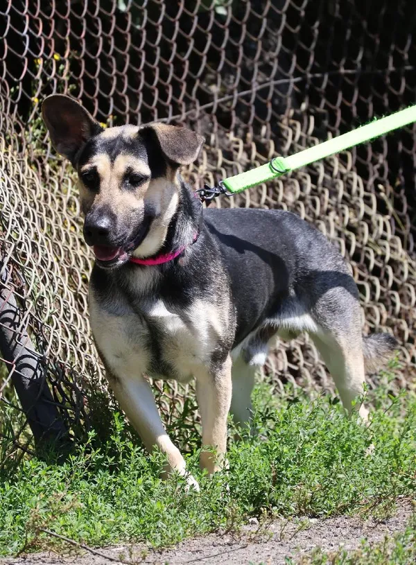 Znaleziono psa, Łódź, 6 lipca 2025 (2/5)