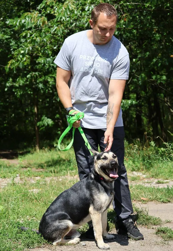 Znaleziono psa, Łódź, 6 lipca 2025 (3/5)