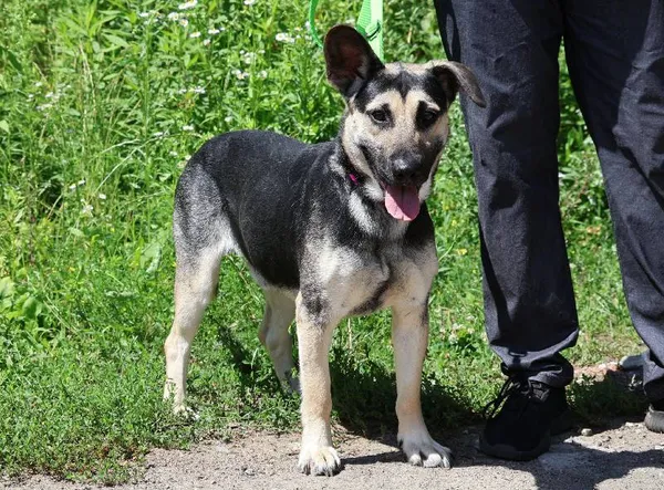 Znaleziono psa, Łódź, 6 lipca 2025 (4/5)