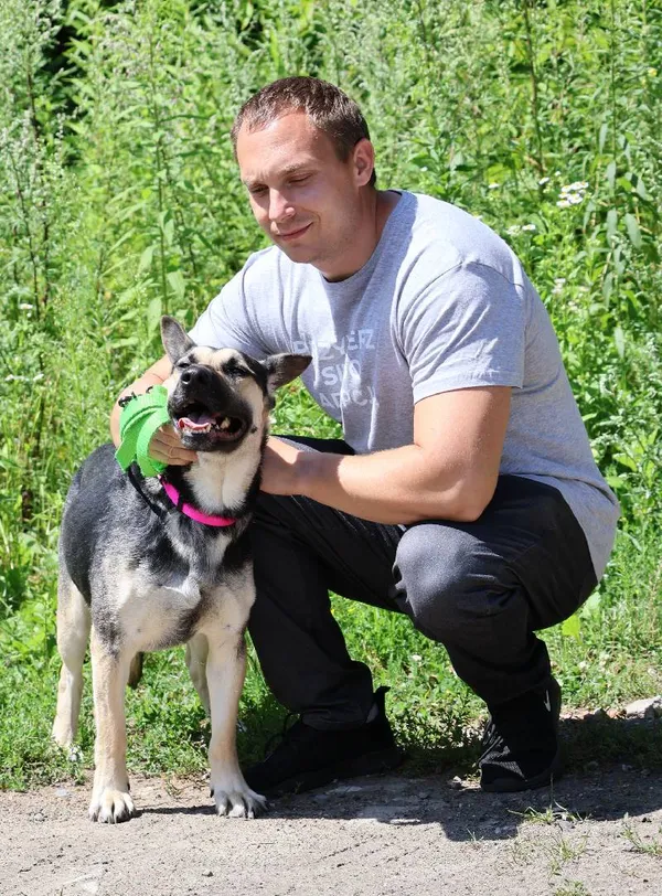 Znaleziono psa, Łódź, 6 lipca 2025 (5/5)