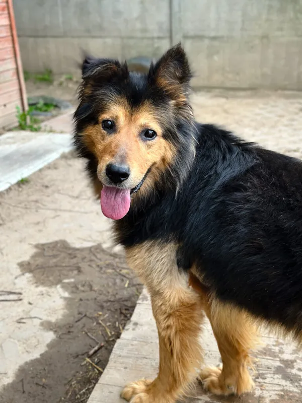 Pies do adopcji, Korabiewice, 6 lipca 2025 (1/5)