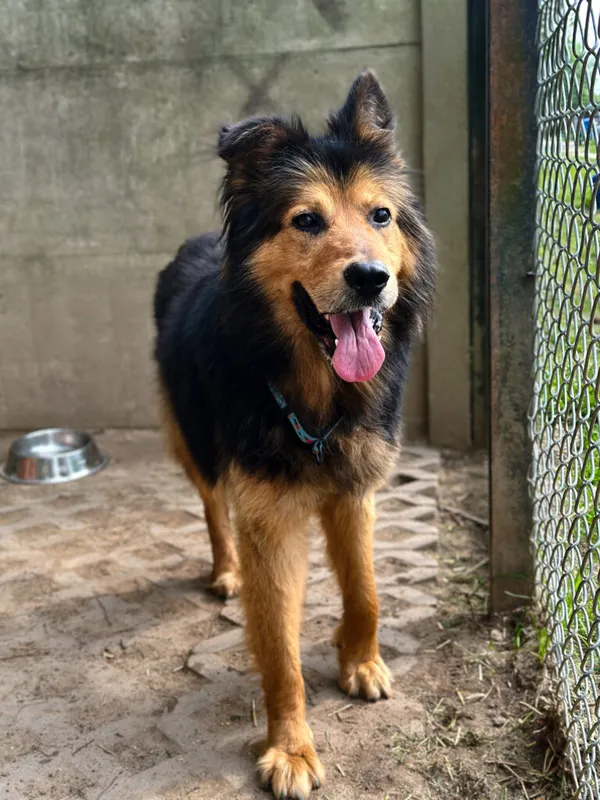 Pies do adopcji, Korabiewice, 6 lipca 2025 (2/5)