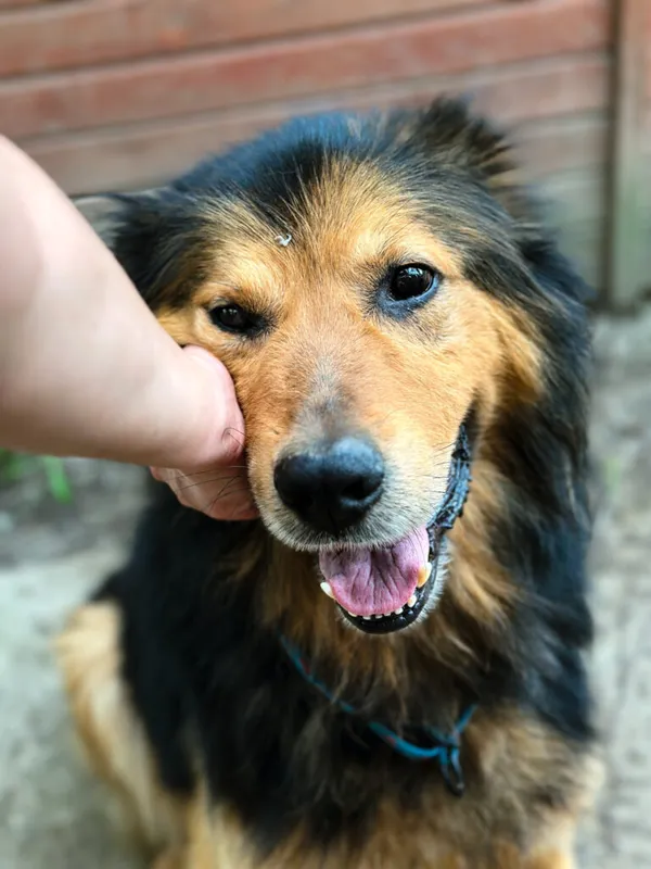 Pies do adopcji, Korabiewice, 6 lipca 2025 (4/5)