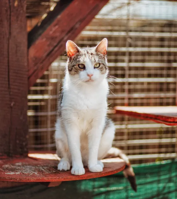 Oddam kota, Elbląg, Witoszewo, 7 lipca 2025 (4/5)