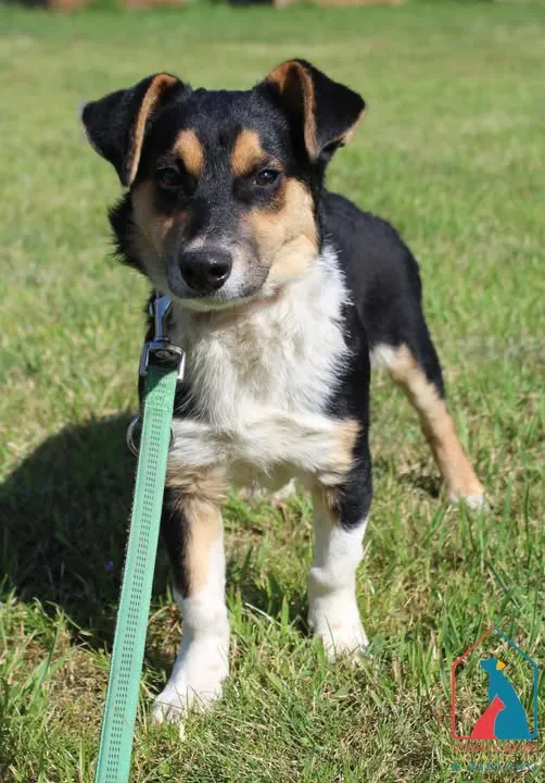 Pies do adopcji, Grudziądz, 29 czerwca 2025