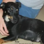 Pies do adopcji
