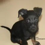 Pies do adopcji