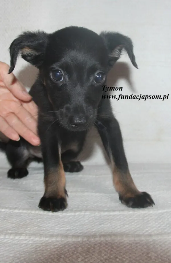 Pies do adopcji, Nowy Dwór Mazowiecki, 7 lipca 2025 (4/5)