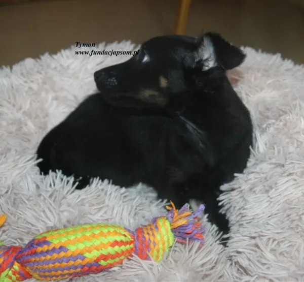 Pies do adopcji, Nowy Dwór Mazowiecki, 7 lipca 2025 (5/5)