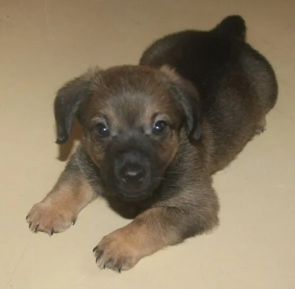 Pies do adopcji, Nowy Dwór Mazowiecki, 7 lipca 2025 (1/5)