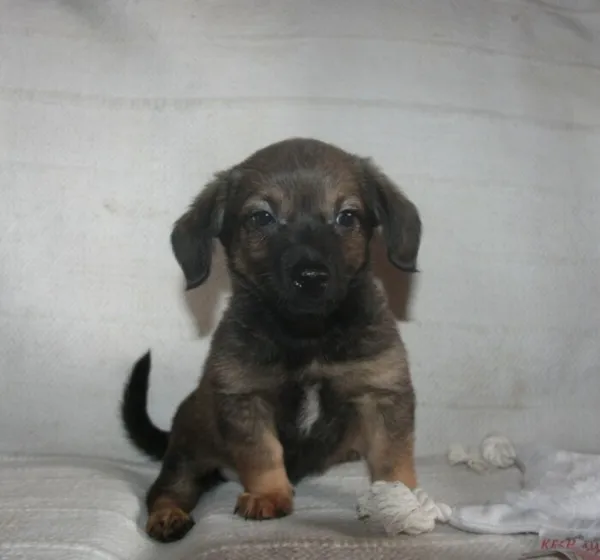 Pies do adopcji, Nowy Dwór Mazowiecki, 7 lipca 2025 (2/5)