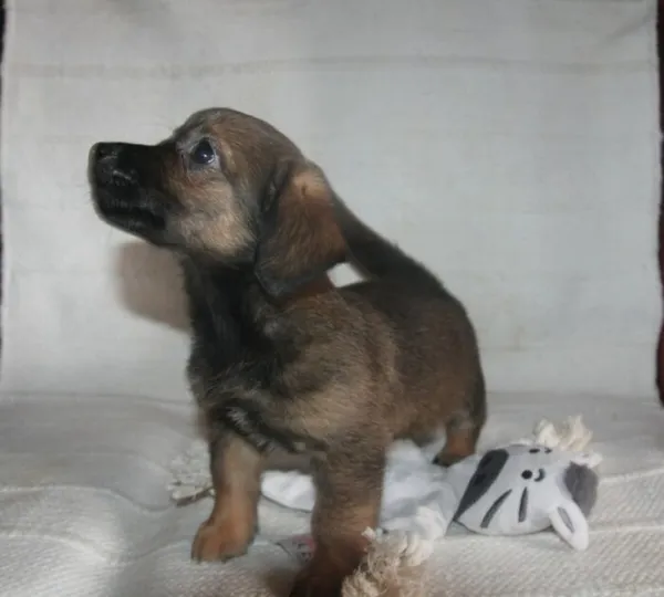 Pies do adopcji, Nowy Dwór Mazowiecki, 7 lipca 2025 (5/5)