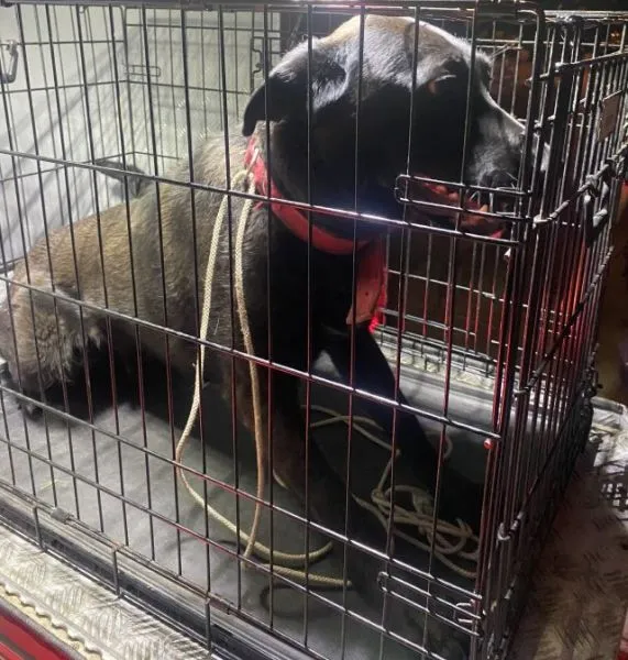 Znaleziono psa, Radom, 6 lipca 2025