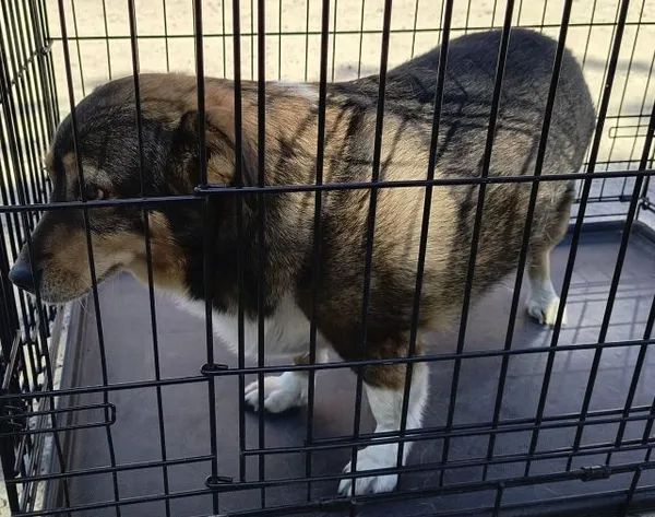 Znaleziono psa, Radom, 5 lipca 2025