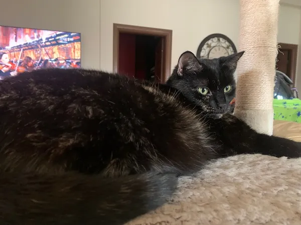 Zaginął kot, Łódź, 7 lipca 2025