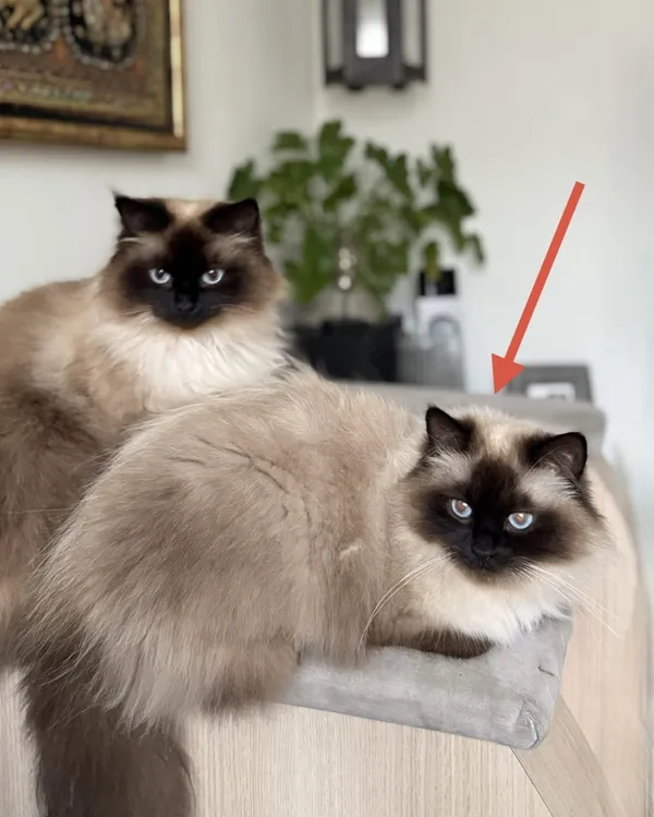 Zaginął kot, Łódź, 7 lipca 2025