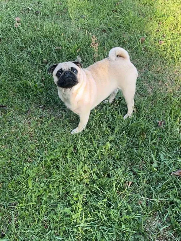 Zaginął pies, Łódź, 6 lipca 2025