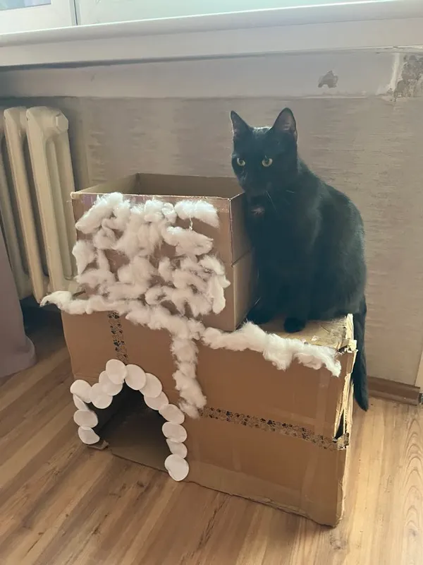 Zaginął kot, Łódź, 6 lipca 2025