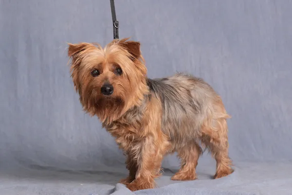 Pies do adopcji, Gdańsk, 7 lipca 2025