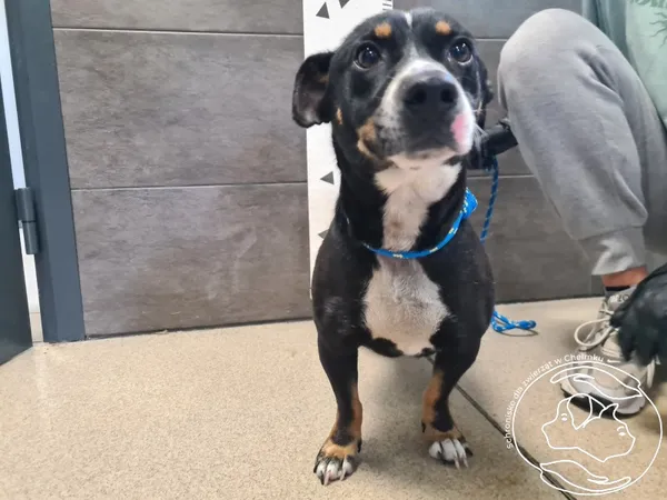 Znaleziono psa, Chełmek, 7 lipca 2025