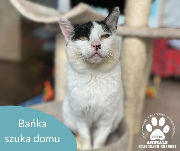 Kot do adopcji, Starogard Gdański, 7 lipca 2025