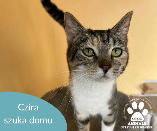 Kot do adopcji, Starogard Gdański, 7 lipca 2025
