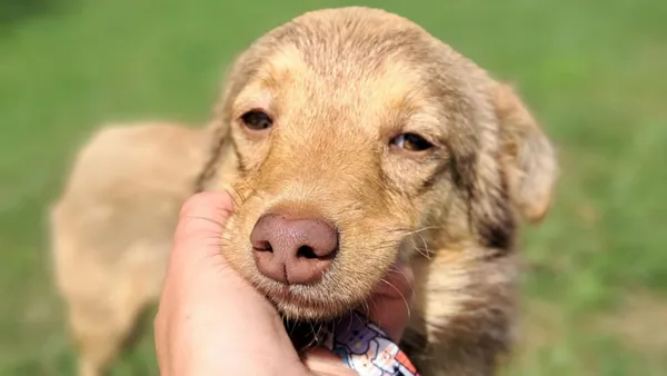 Znaleziono psa, Tatary, 1 czerwca 2025 (1/4)