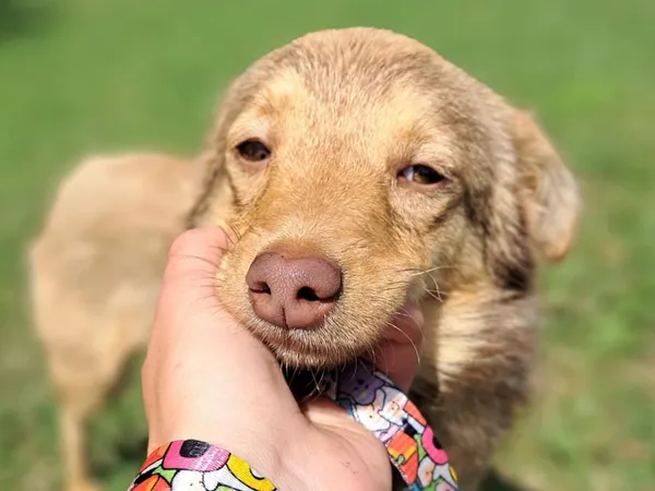 Znaleziono psa, Tatary, 1 czerwca 2025 (2/4)