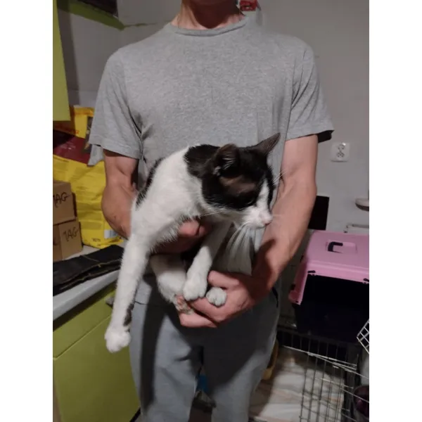 Znaleziono kota, Białystok, 5 lipca 2025