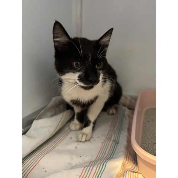 Znaleziono kota, Białystok, 7 lipca 2025