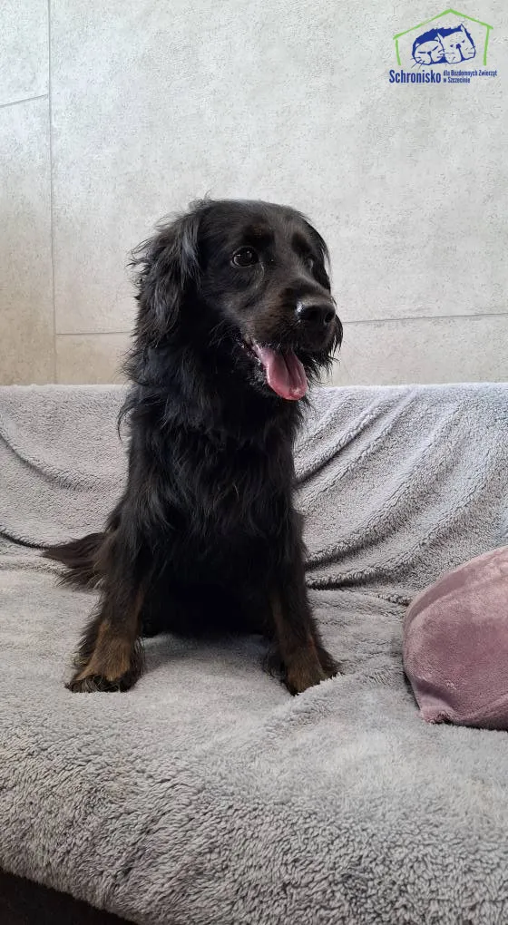 Znaleziono psa, Szczecin, 6 lipca 2025 (3/3)