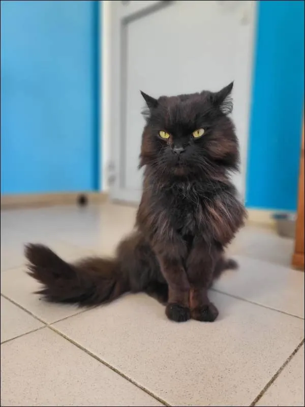 Znaleziono kota, Grudziądz, 29 maja 2025