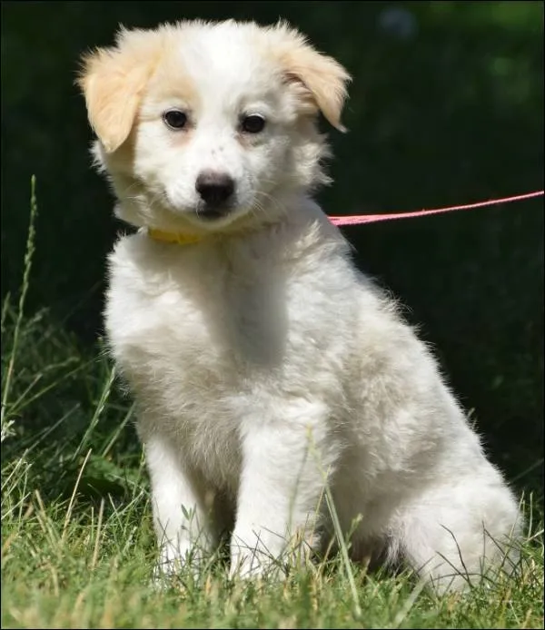 Znaleziono psa, Grudziądz, 21 maja 2025