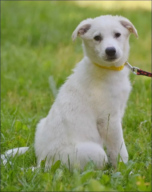 Znaleziono psa, Grudziądz, 21 maja 2025