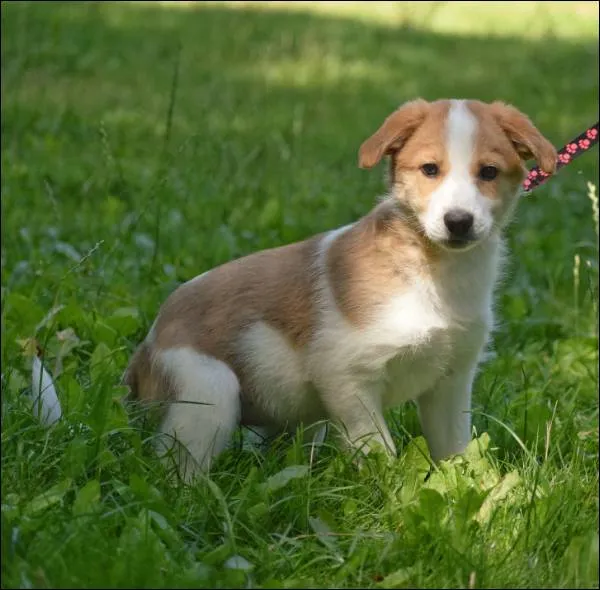 Znaleziono psa, Grudziądz, 21 maja 2025