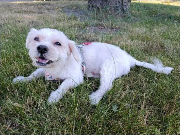 Znaleziono psa, Grudziądz, 8 czerwca 2025