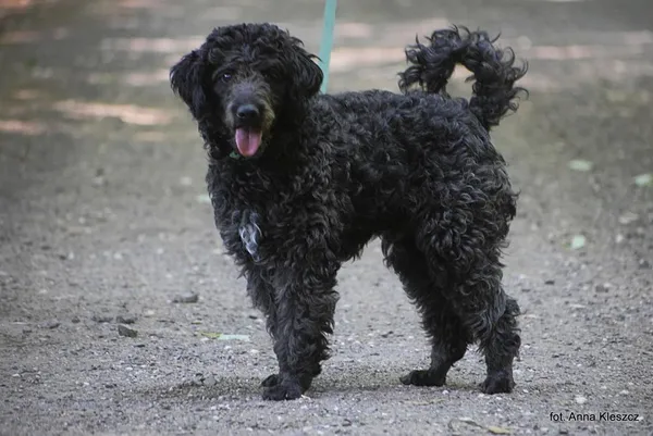 Znaleziono psa, Toruń, 28 czerwca 2025