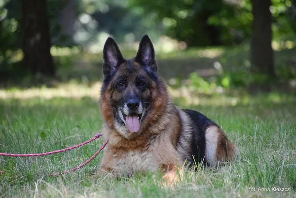 Znaleziono psa, Toruń, 9 czerwca 2025