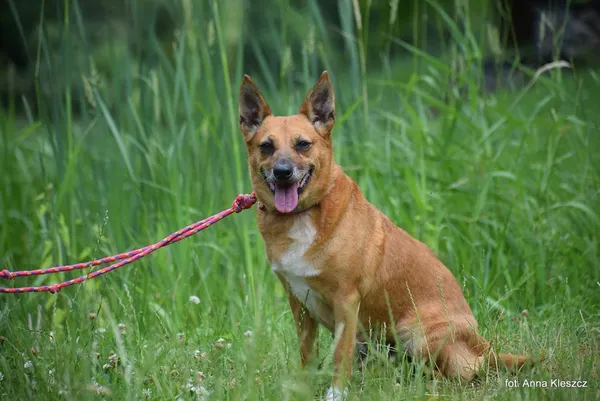 Znaleziono psa, Toruń, 12 czerwca 2025