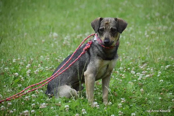 Znaleziono psa, Toruń, 16 czerwca 2025