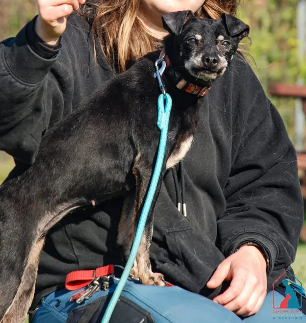 Pies do adopcji, Grudziądz, 20 czerwca 2025 (1/5)