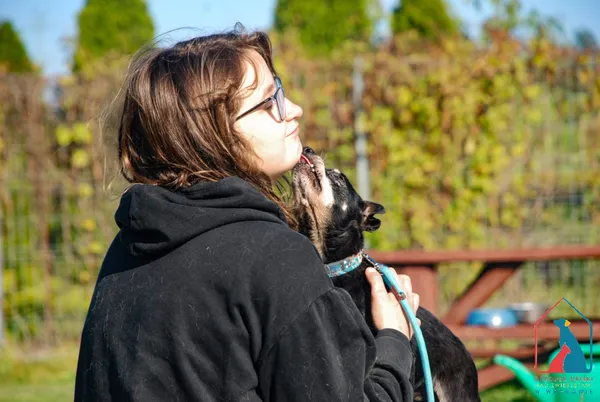 Pies do adopcji, Grudziądz, 20 czerwca 2025 (2/5)