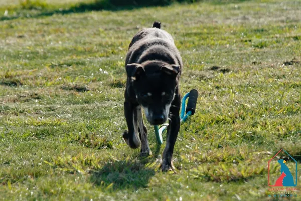 Pies do adopcji, Grudziądz, 20 czerwca 2025 (3/5)