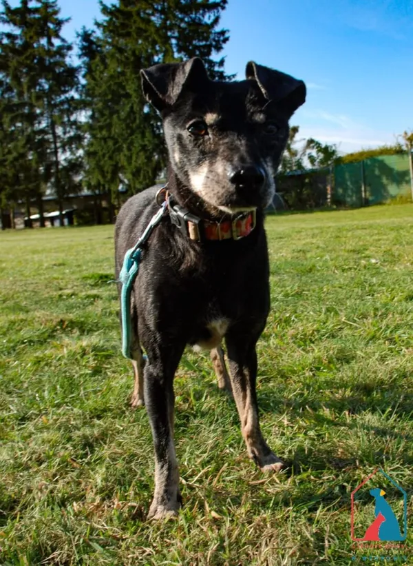 Pies do adopcji, Grudziądz, 20 czerwca 2025 (4/5)