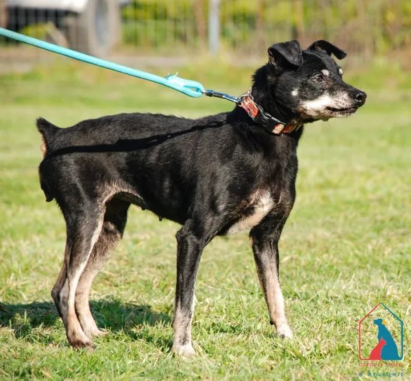 Pies do adopcji, Grudziądz, 20 czerwca 2025 (5/5)