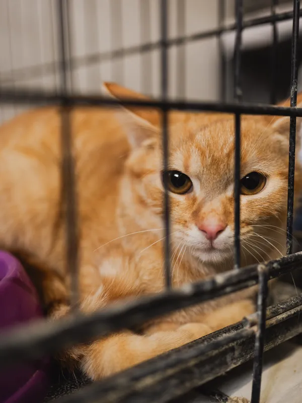 Znaleziono kota, Sosnowiec, 3 lipca 2025 (2/5)