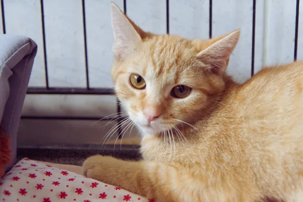 Znaleziono kota, Sosnowiec, 3 lipca 2025 (4/5)