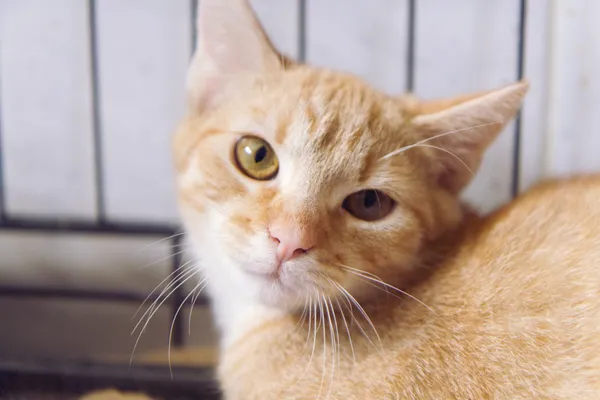 Znaleziono kota, Sosnowiec, 3 lipca 2025 (5/5)