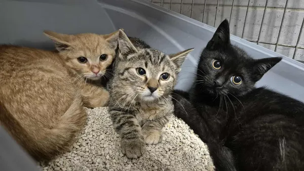 Znaleziono kota, Sosnowiec, 3 lipca 2025