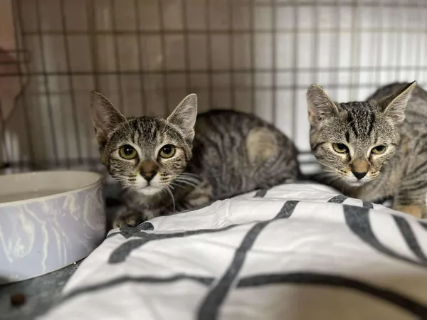 Znaleziono kota, Sosnowiec, 3 lipca 2025 (1/5)